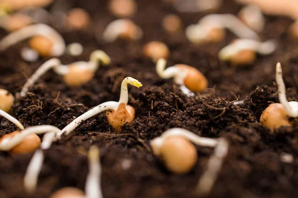 Seed Planting Soil — Zdjęcie stockowe
