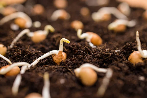 Plantação Sementes Solo — Fotografia de Stock