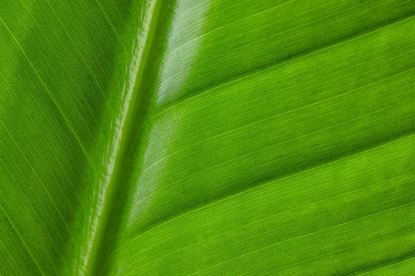 Green Leaf Texture Pattern Close — Stock Photo, Image