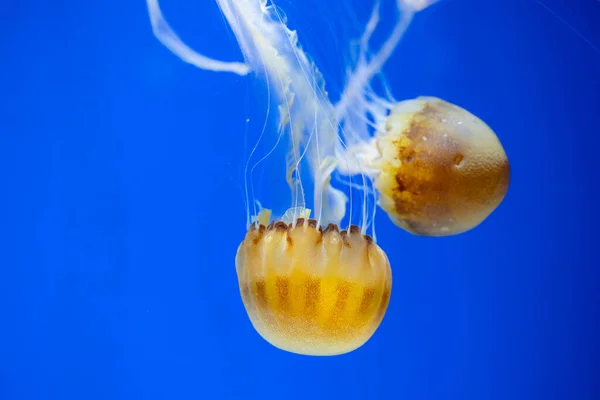 Jellyfish Swimming Water Tank — Fotografia de Stock