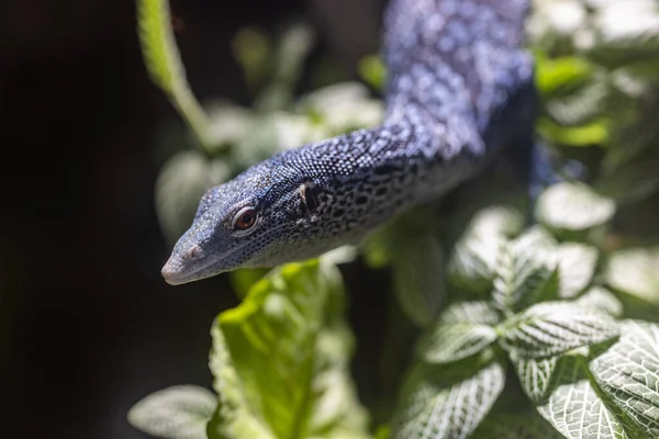 Lizard Lies Plant — Stockfoto