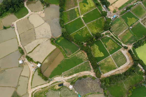 Top View Rice Field Hong Kong Sheung Shui — Stockfoto