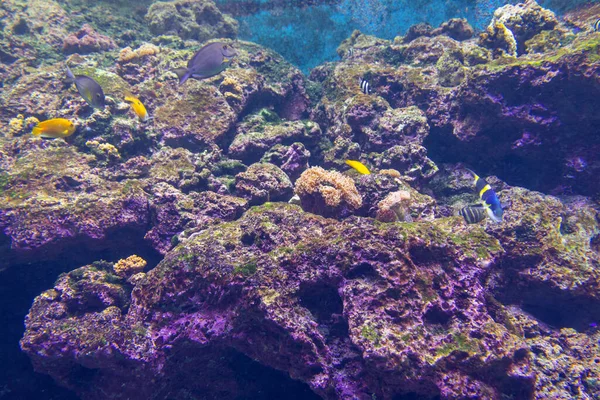 Beautiful Sea Water Fish Tank —  Fotos de Stock