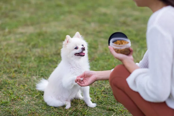 White Pomeranian Give Hand Snack — Stockfoto
