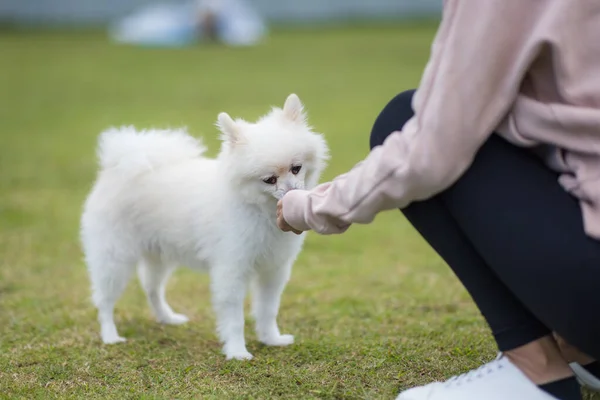 White Pomeranian Dog Having Snack Park — ストック写真