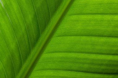 Yeşil yaprak deseni kapat