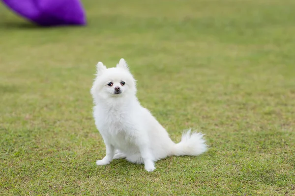 Λευκό Pomeranian Σκυλί Στο Πάρκο — Φωτογραφία Αρχείου