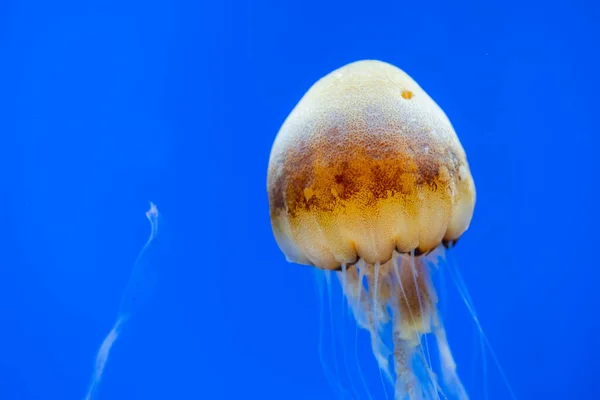 Jellyfish Swimming Water Tank — Stockfoto