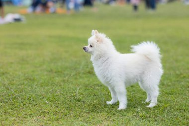 Parktaki beyaz Pomeranya köpeği