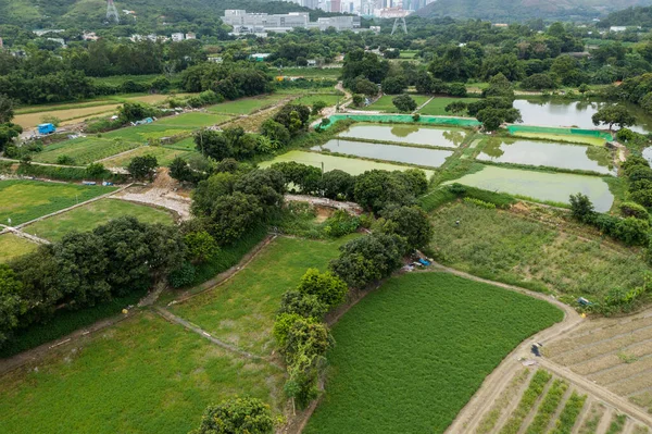 Vista Superior Del Campo Arroz Hong Kong Sheung Shui —  Fotos de Stock