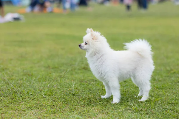 White Pomeranian Dog Park — Stockfoto