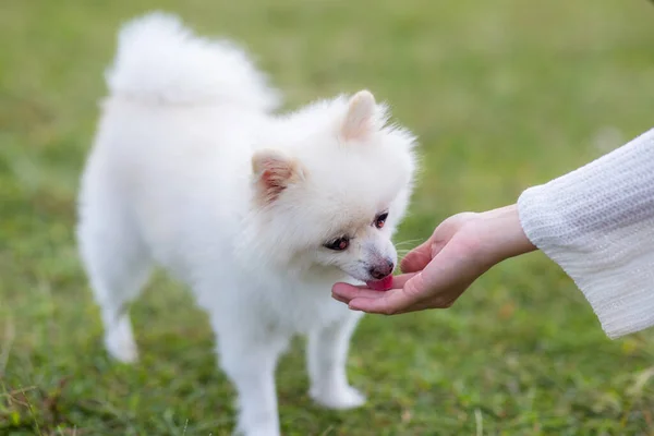 White Pomeranian Dog Having Snack Park — Foto de Stock