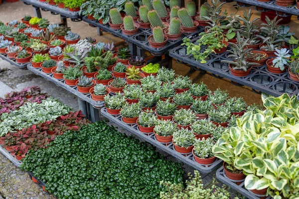 Cactus Planting Green Tree Sell Shop — Fotografia de Stock