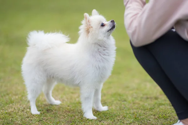 White Pomeranian Dog Wait Snack — Foto de Stock