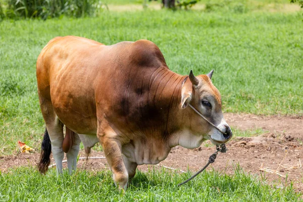 Gele Runderen Boerderij — Stockfoto