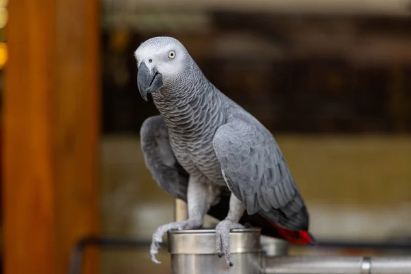 Африканський Сірий Папуга Вулиці — стокове фото