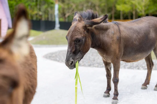 Donkey Pasture Farm — Foto de Stock