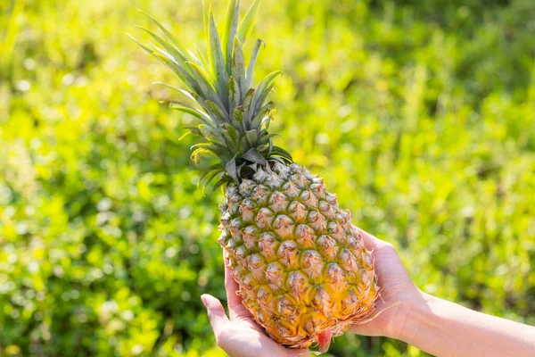 Hold Pineapple Harvest Sunlight — Foto Stock