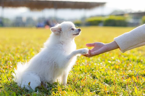 White Pomeranian Hand Shake Pet Owner Park Sunset Light Flare — Stock Photo, Image