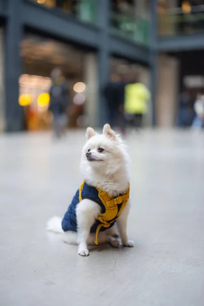 White Pomeranian Sit Floor Shopping Mall — Fotografia de Stock