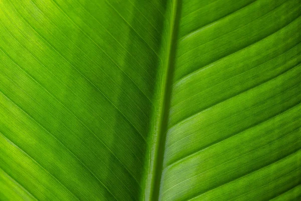 Yeşil Yaprak Deseni Kapat — Stok fotoğraf