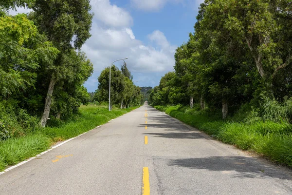 Asphalt Road Trees Side — Stockfoto