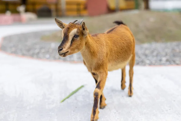 Goat Pasture Farm — Stock Photo, Image