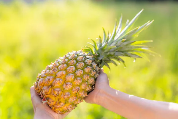 Hold Pineapple Harvest Sunlight — Foto Stock