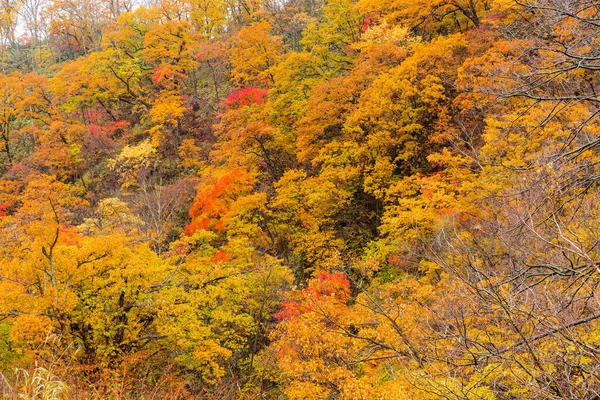 Autumn Trees Forest — Φωτογραφία Αρχείου
