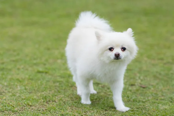 Beyaz Pomeranya Köpeği Parka Gider — Stok fotoğraf