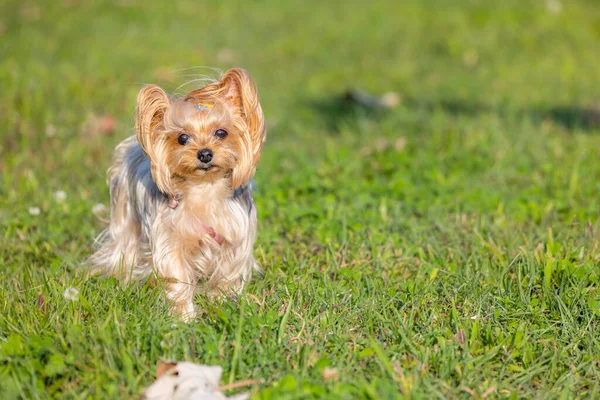 Yorkshire Terrier Sit Green Lawn — Stock Photo, Image