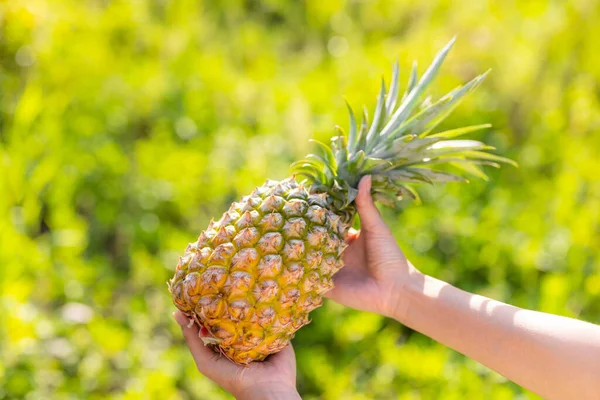 Hold Pineapple Harvest Sunlight — Foto Stock