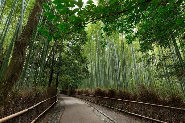 Bamboo Grove Arashiyama Kyoto — Stock fotografie