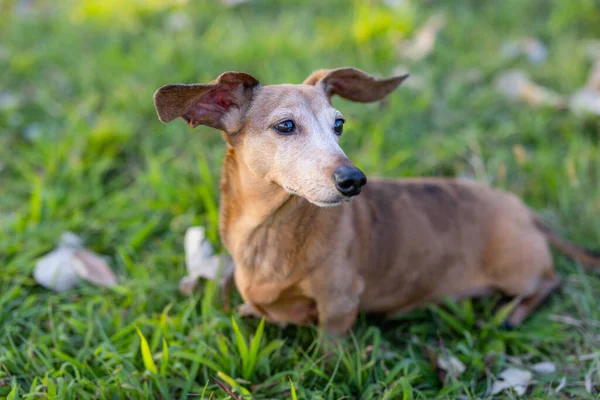 Dachshund Köpeği Çimlere Oturur — Stok fotoğraf