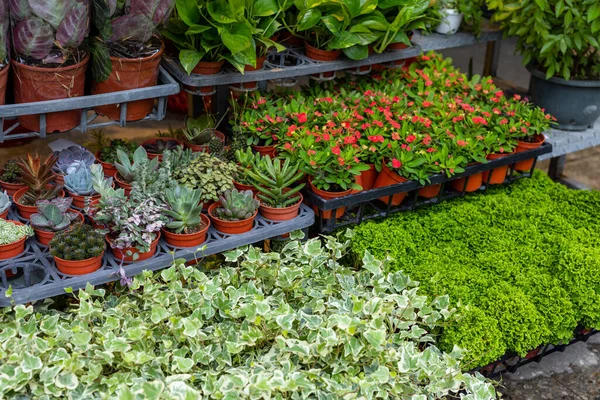 Pot Plant Sell Shop — Stockfoto