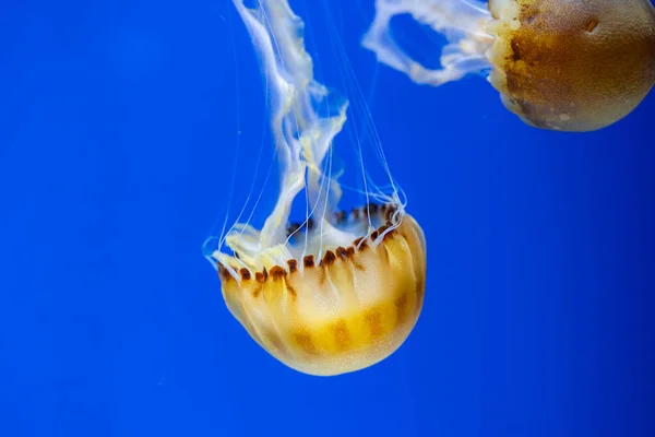 Jelly fish swim in water tank over the blue background