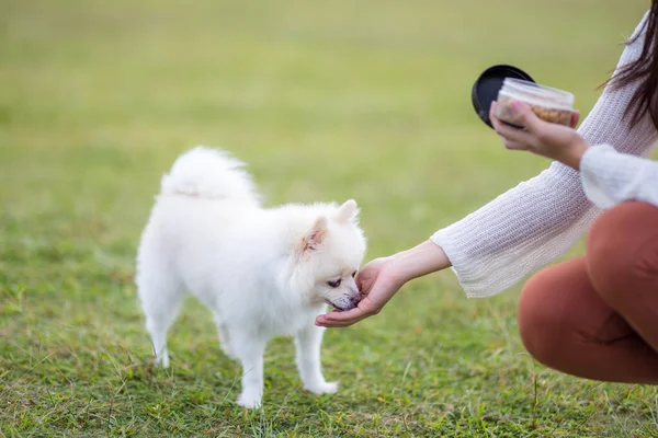 Pet owner feed with her white pomeranian dog at park