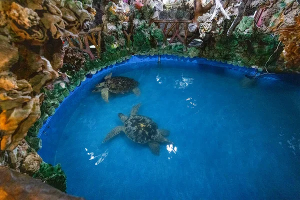 Sea Turtle Swim Water Pond Penghu Temple — 图库照片