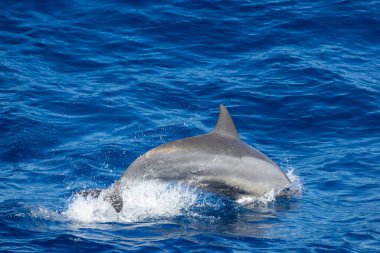 Dolphins jump out of the sea in Hualien Taiwan