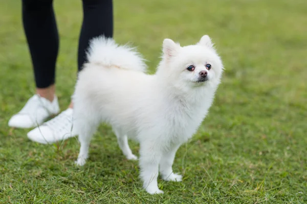 White Pomeranian Dog Park — Stok fotoğraf