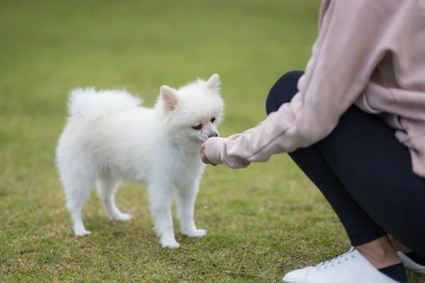 공원에서 개먹이는 — 스톡 사진