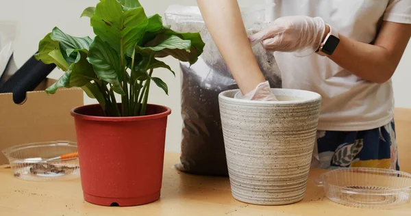 Changing Pot Calathea Orbifolia Home — Stockfoto