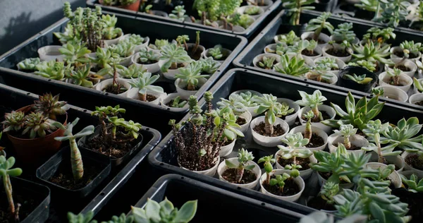 Potted Succulent Plant Growth Indoor Farm — Stock Photo, Image