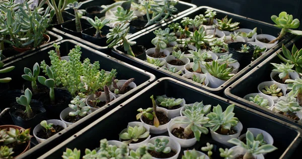 Potted succulent plant growth in the indoor farm