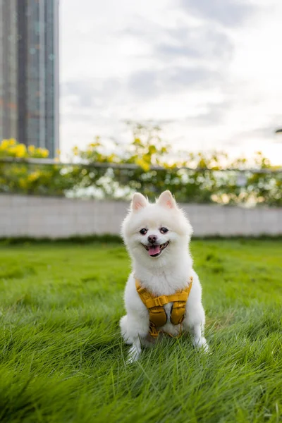 White Pomeranian Sit Grass — Φωτογραφία Αρχείου