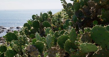 Wild cactus on cliff over the sea