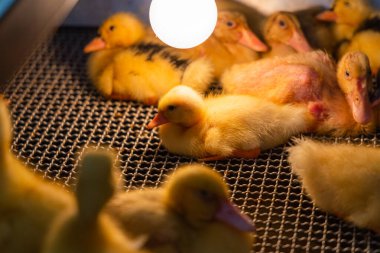 Little baby duck under warm lamp