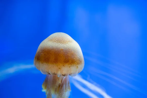 Jelly fish swim in water tank over the blue background