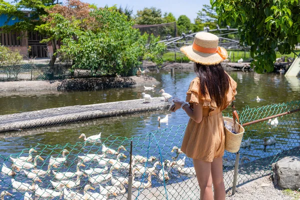 Travel Woman Visit Duck Tourist Farm — Foto Stock