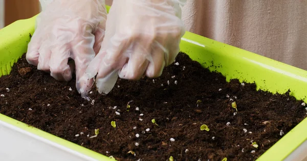 Gemüseanbau Mit Recycling Plastiktablett Hause Für Mini Garten — Stockfoto